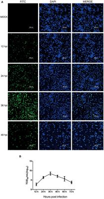 Proteomic Investigation Reveals Eukaryotic Translation Initiation Factor 5A Involvement in Porcine Reproductive and Respiratory Syndrome Virus Infection in vitro